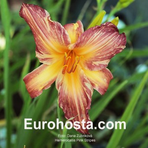 Hemerocallis Pink Stripes - Eurohosta