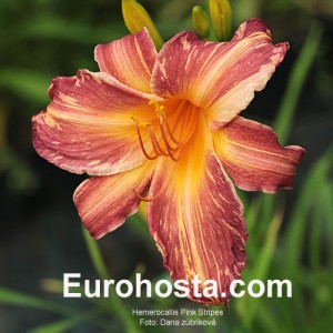 Hemerocallis Pink Stripes - Eurohosta