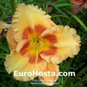 Hemerocallis Playground - Eurohosta
