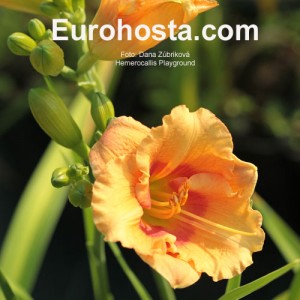 Hemerocallis Playground - Eurohosta