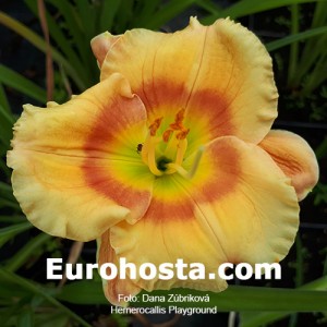 Hemerocallis Playground - Eurohosta