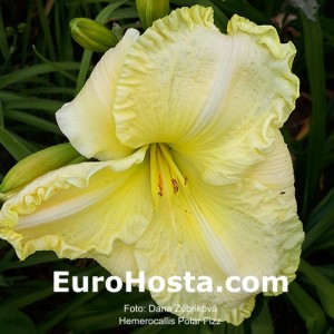 Hemerocallis Polar Fizz - Eurohosta