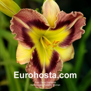 Hemerocallis Powerful Woman -  Eurohosta