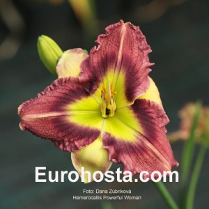 Hemerocallis Powerful Woman -  Eurohosta