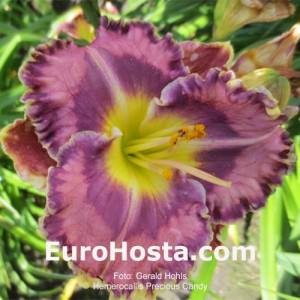 Hemerocallis Precious Candy
