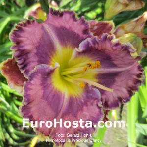 Hemerocallis Precious Candy