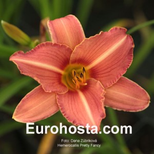 Hemerocallis Pretty Fancy - Eurohosta