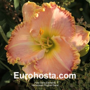 Hemerocallis Princess Diana