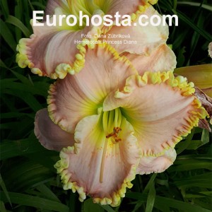 Hemerocallis Princess Diana