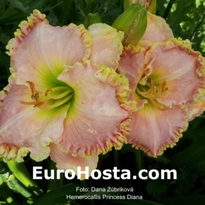 Hemerocallis Princess Diana