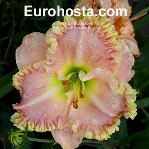 Hemerocallis Princess Diana