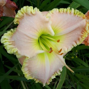 Hemerocallis Princess Diana