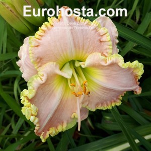 Hemerocallis Princess Diana