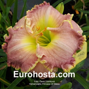 Hemerocallis Princess Of Wales