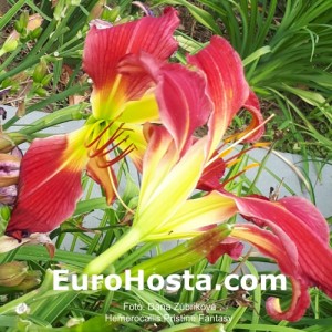 Hemerocallis Pristine Fantasy - Eurohosta