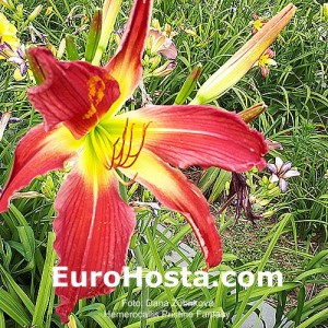 Hemerocallis Pristine Fantasy - Eurohosta