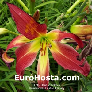 Hemerocallis Pristine Fantasy - Eurohosta