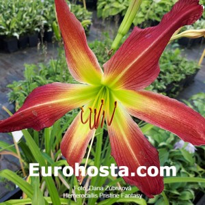 Hemerocallis Pristine Fantasy - Eurohosta