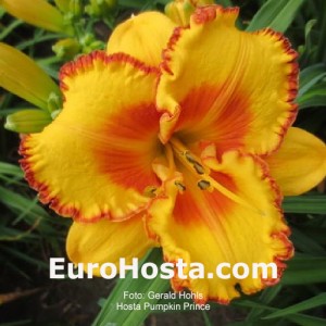 Hemerocallis Pumpkin Prince