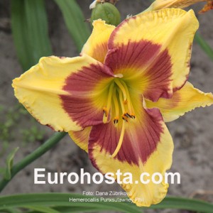 Hemerocallis Punxsutawney Phil