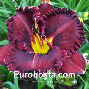 Hemerocallis Purplelicious - Eurohosta