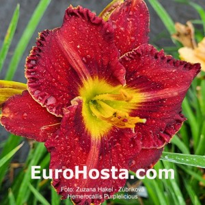 Hemerocallis Purplelicious - Eurohosta