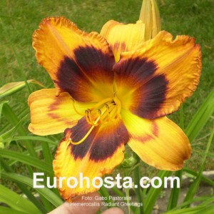 Hemerocallis Radiant Greetings - Eurohosta