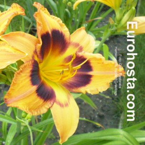 Hemerocallis Radiant Greetings - Eurohosta