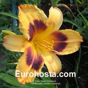 Hemerocallis Radiant Greetings - Eurohosta