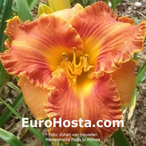 Hemerocallis Rags to Riches