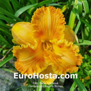 Hemerocallis Rags to Riches