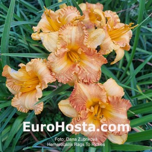 Hemerocallis Rags to Riches