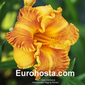 Hemerocallis Rags to Riches