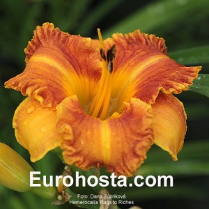 Hemerocallis Rags to Riches