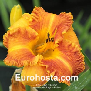 Hemerocallis Rags to Riches