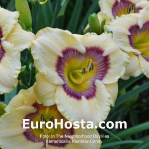 Hemerocallis Rainbow Candy