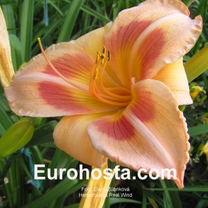 Hemerocallis Real Wind - Eurohosta