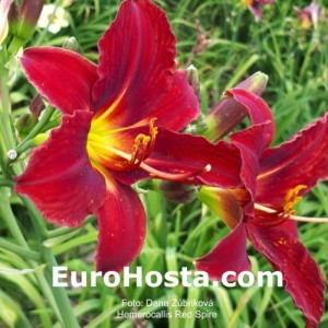 Hemerocallis Red Spire - Eurohosta