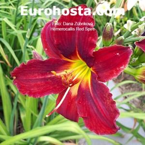Hemerocallis Red Spire - Eurohosta