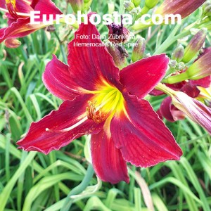 Hemerocallis Red Spire - Eurohosta