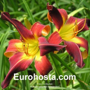 Hemerocallis Red Suspenders