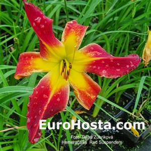 Hemerocallis Red Suspenders