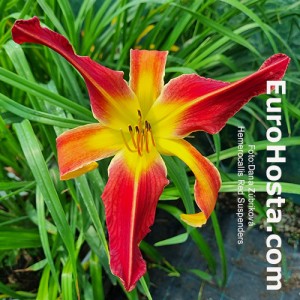 Hemerocallis Red Suspenders