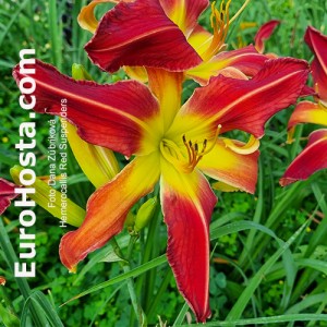 Hemerocallis Red Suspenders