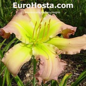 Hemerocallis Regency Heights