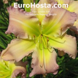 Hemerocallis Regency Heights