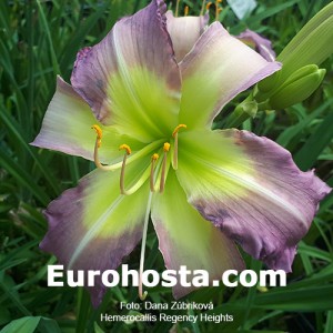 Hemerocallis Regency Heights