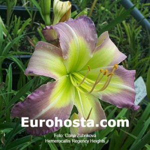 Hemerocallis Regency Heights