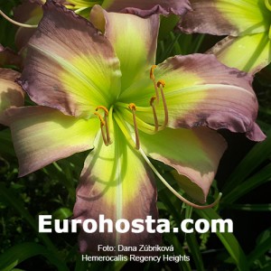 Hemerocallis Regency Heights