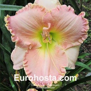 Hemerocallis Ricter 